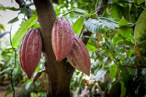 Cacao fruit groeiend aan een boom in de natuur