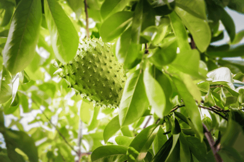 Zuurzak exotisch fruit groeiend aan een boom in de natuur