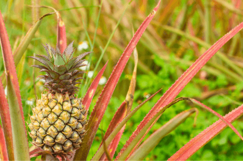 Baby ananas tropisch fruit groeiend aan een ananas plant