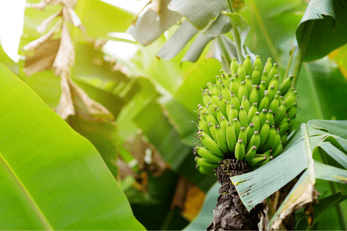 Baby banaan exotisch fruit groeiend aan een bananenplant in de natuur