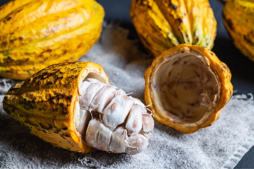 Een close-up van een open cacao vrucht. Je kan het witten vruchtvlees zien.