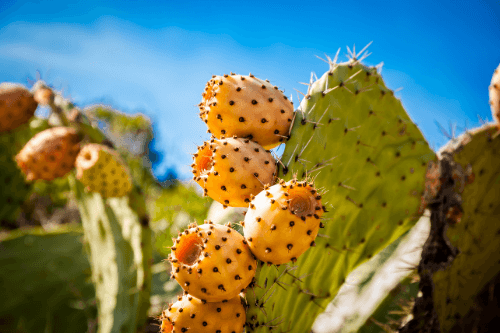 Cactusvijg groeiend aan een cactus in de natuur