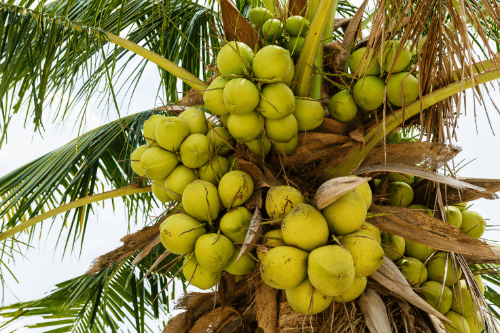 Drink kokosnoten hangend in een palmboom
