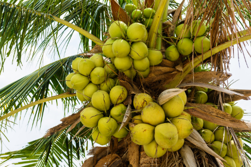 Bezienswaardigheden bekijken Rond en rond Gepensioneerde Drink Kokosnoot Kopen? | Fruit uit Zuid | Exotisch Fruit Specialist
