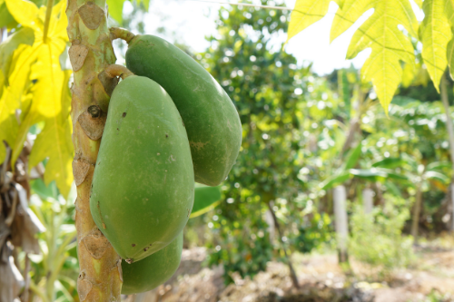 Groene papaya aan boom