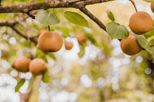 Nashipeer exotisch fruit groeiend aan een boom in de natuur