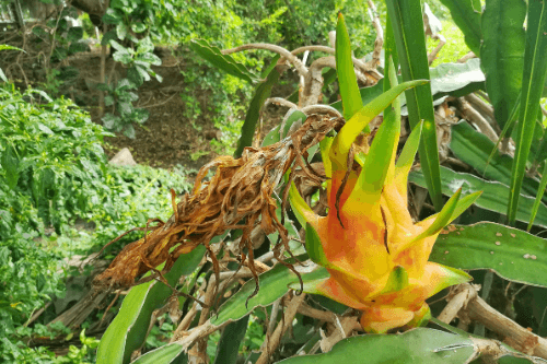 Pitahaya geel tropisch fruit groeiend aan een cactus in de natuur