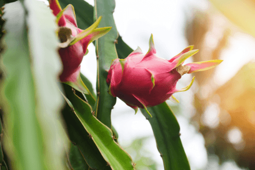 Pitahaya rood met paars vruchtvlees exotisch fruit groeiend aan een cactus in de natuur