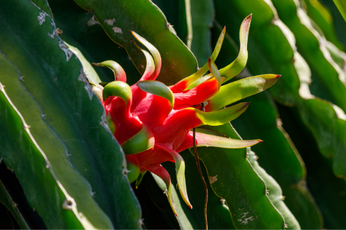 Pitahaya exotisch fruit groeiend aan een cactus in de natuur