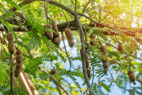 Tamarinde exotisch fruit groeiend aan een boom.