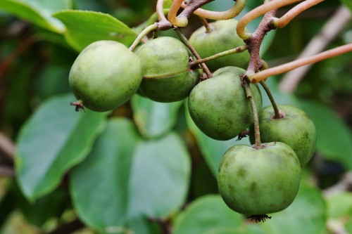 kiwibes aan boom exotisch fruit