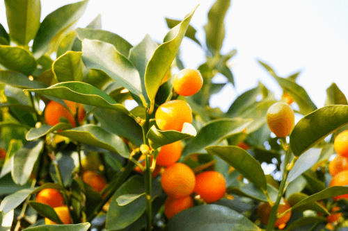 Kumquats tropisch fruit groeien aan een boom in de natuur