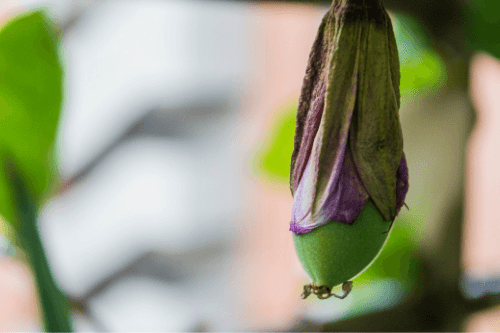 Curuba groeiend aan de passiflora plant