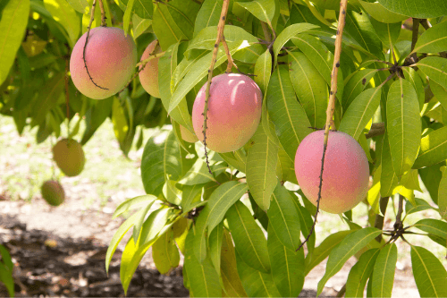 Mango fruit groeiend aan een boom in de natuur