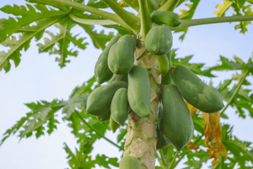 Papaya Formosa fruitboom