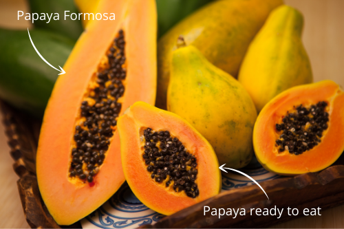 Papaya Formosa