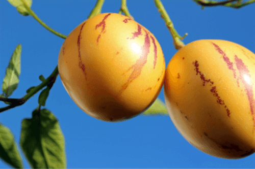 exotische pepino meloen aan boom