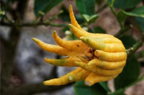 Buddha vingers fruit groeiend aan een boom in de natuur