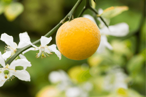 Bergamot citrusvrucht hangend in boom