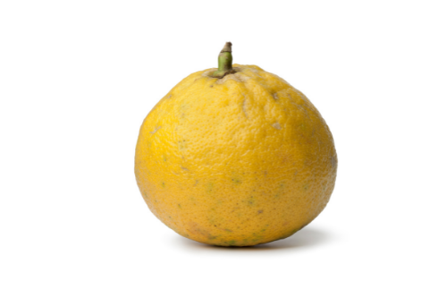 Bergamot citrus