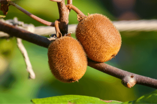 Kiwi Gold exotisch fruit groeiend aan boom