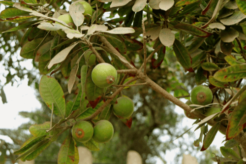 Lucuma exotische vrucht aan boom