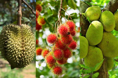 3 gezonde tropische Aziatische vruchten 3 gezonde tropische Aziatische vruchten