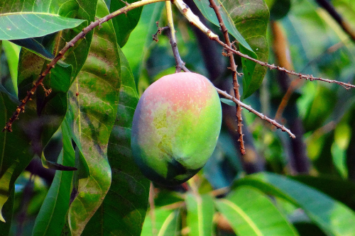 Mango groeiend aan een boom in de nature Mango is ‘de’ vrucht om je calorie inname te beheersen