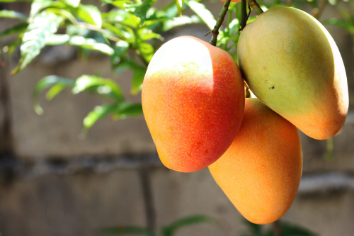 Wist je dat 7. Tropische mango feitjes