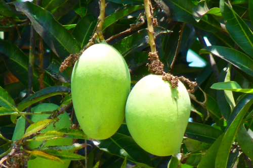 Wist je dat 7. Tropische mango feitjes