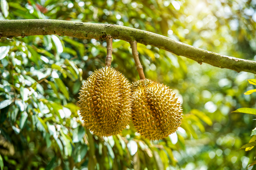 Durian exotisch fruit aan boom