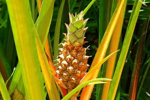 Pain de sucre groeiend aan ananasplant