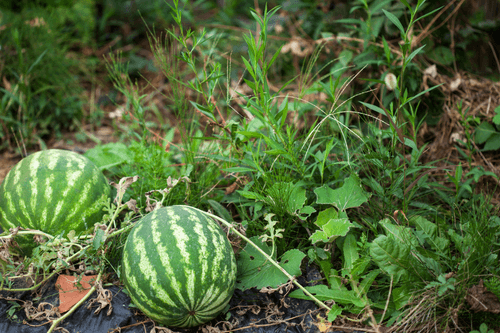 Een groeiende watermeloen in de tuin, zit nog vast aan de watermeloen plant. Watermeloen Exotisch Fruit