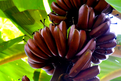 Rode bananen groeiend aan een bananenplant in de natuur
