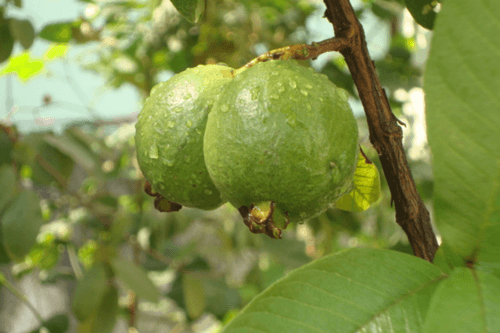 guave exotisch fruit groeiend aan een boom in de natuur