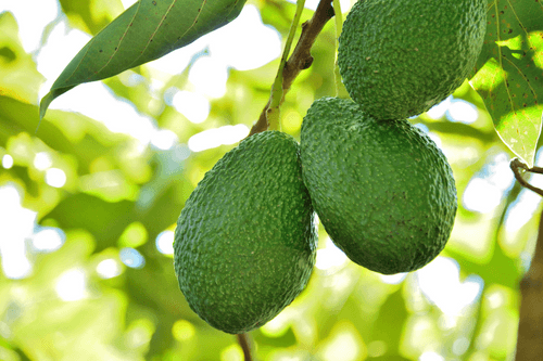 avocado exotisch fruit groeiend aan een boom in de natuur