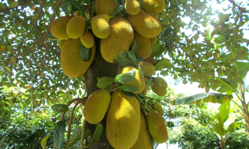 Jackfruit groeien aan een boom in de natuur