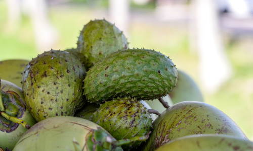 Guanabana's gelegen op een tafel met jonge kokosnoten