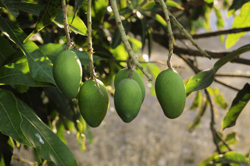 Mango by air hangend aan boom