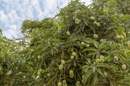 Mango groeiend aan boom