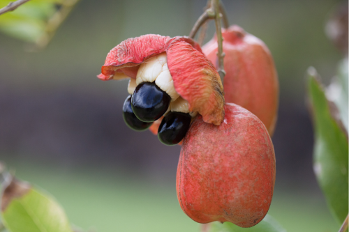 Ackee tropisch fruit groeiend aan een boom in de natuur