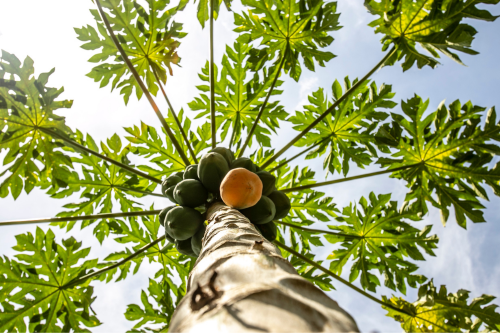 papaya aan boom