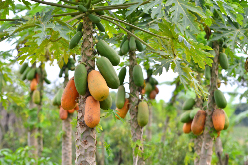 papaya's aan boom 7 Feitjes waarom je tropisch fruit moet eten