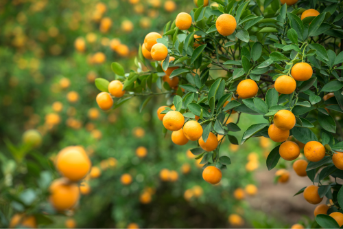 kumquats in kumquat plantage