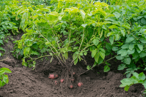 oca de Peru exotische groenten herkomst