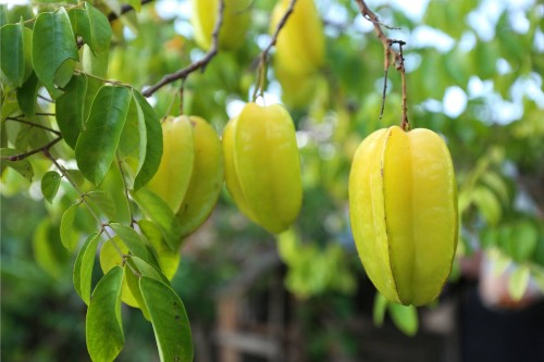 Tropische vrucht Carambola hangend in boom