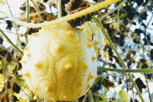Jonge kiwano vrucht aan plant
