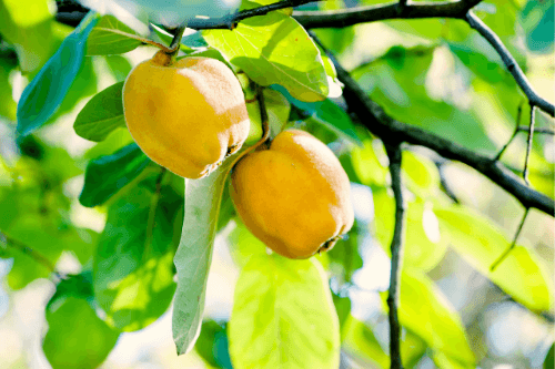 Kweepeer exotisch fruit groeiend aan een boom in de natuur