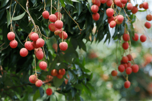 Lychee exotisch fruit groeiend aan een boom in de natuur