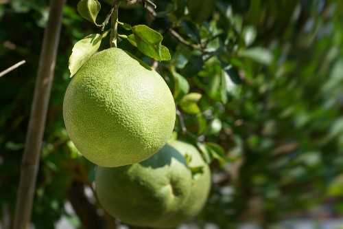 tropische citrusvrucht pomelo sfeerimpressie